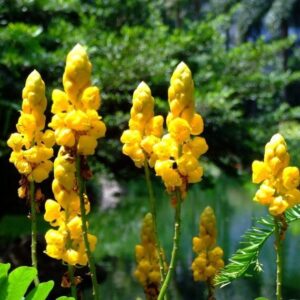 Cassia Alata